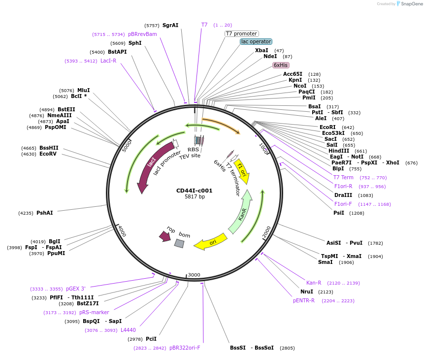 175448-plasmid-map-sequence-id-353140
