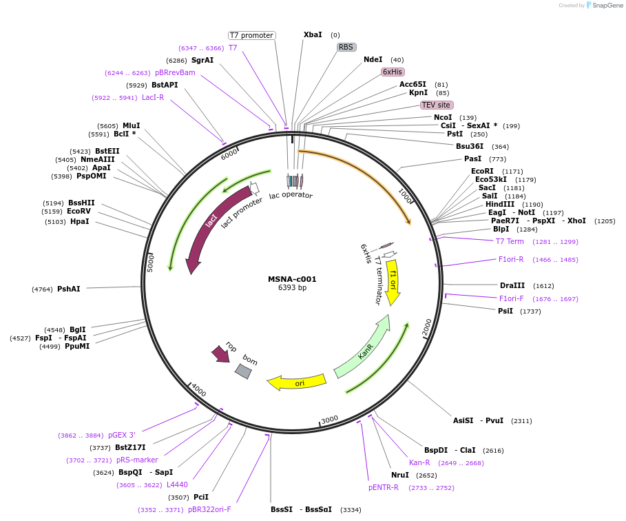175466-plasmid-map-sequence-id-353144