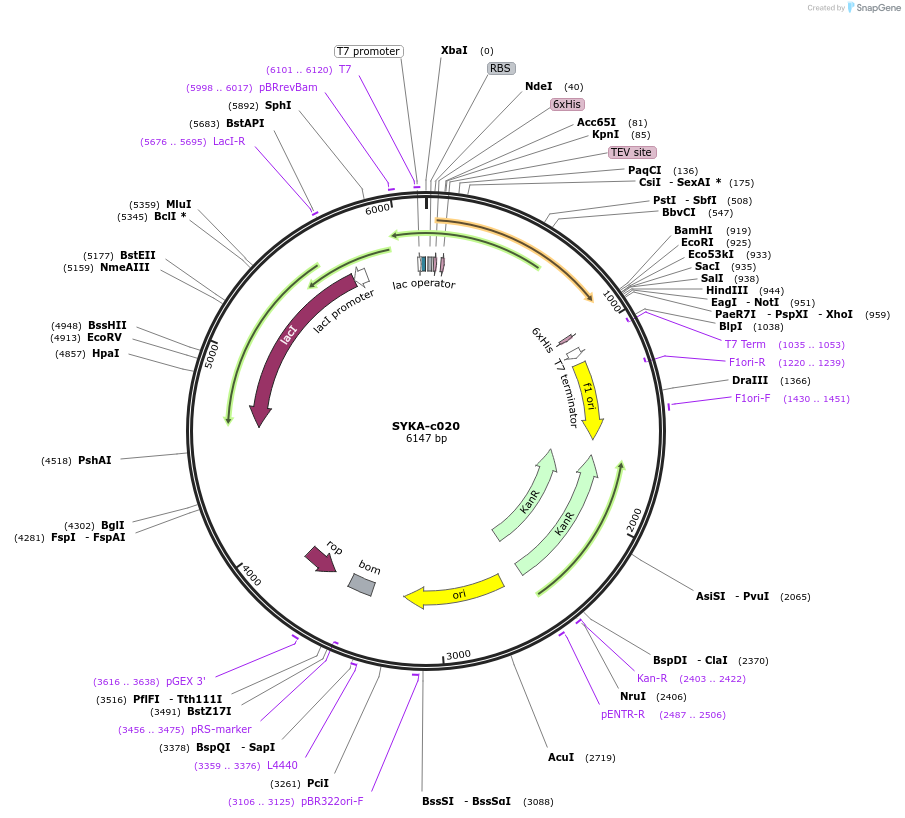 175489-plasmid-map-sequence-id-353146