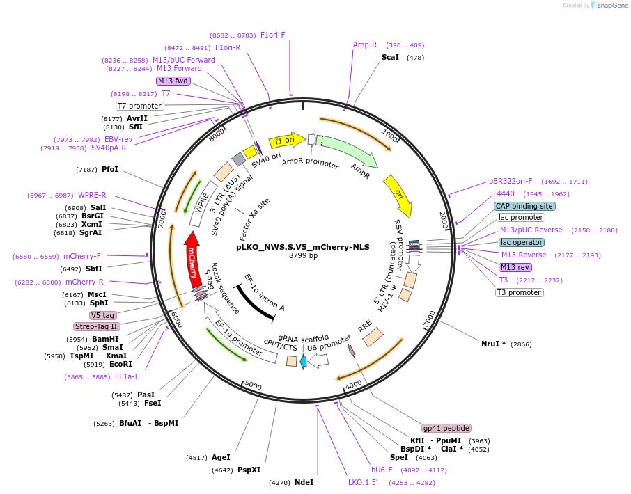 178281-plasmid-map-sequence-id-353147