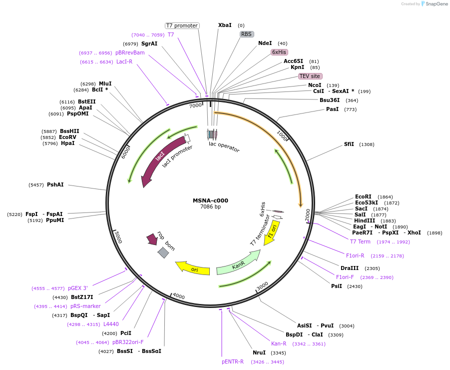175465-plasmid-map-sequence-id-353148