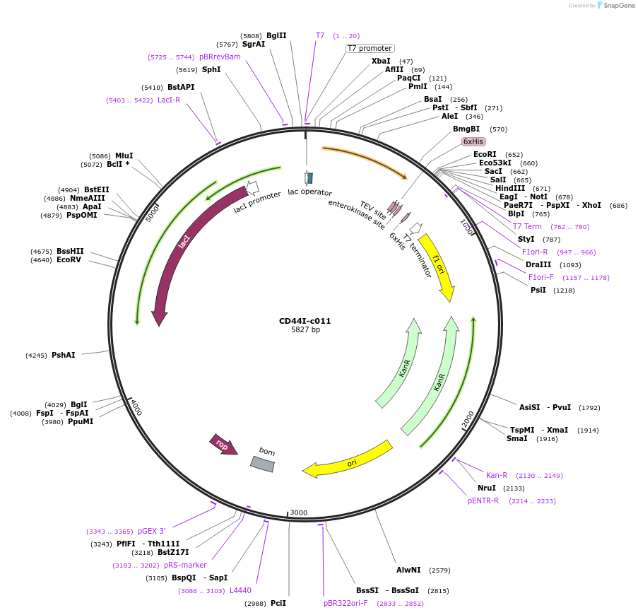 175449-plasmid-map-sequence-id-353150
