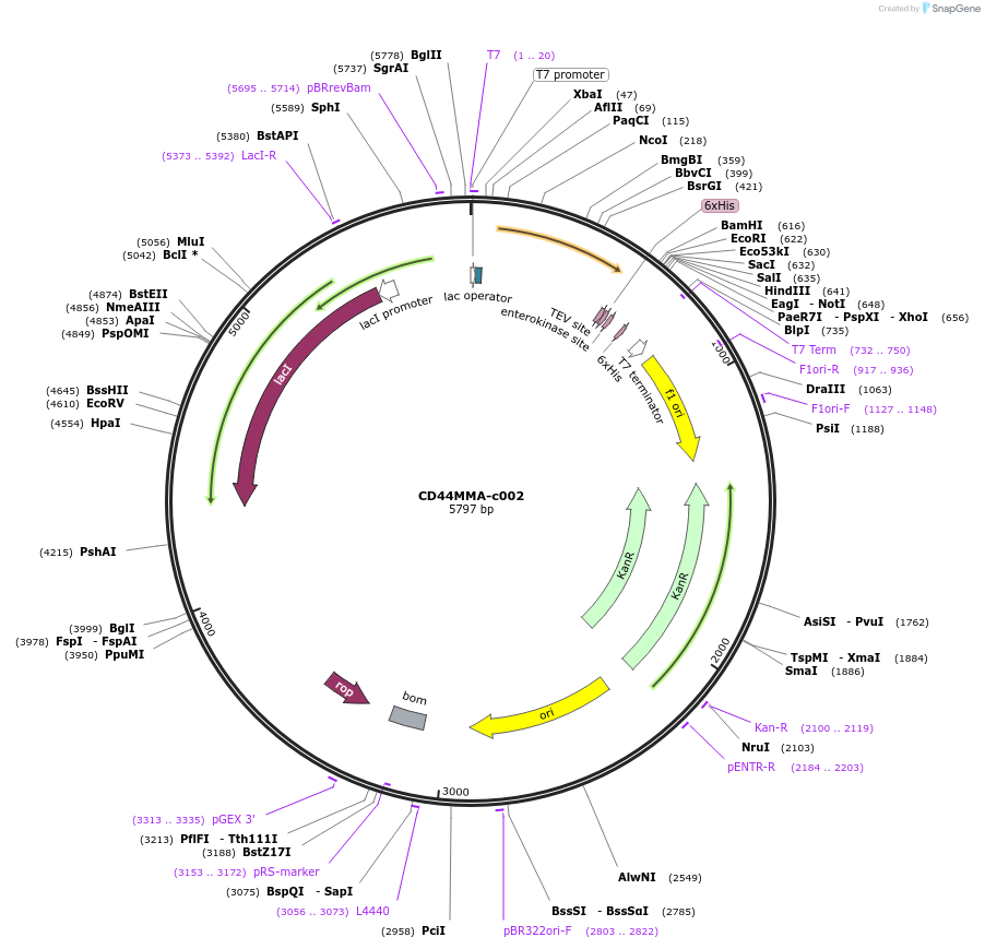 175452-plasmid-map-sequence-id-353153