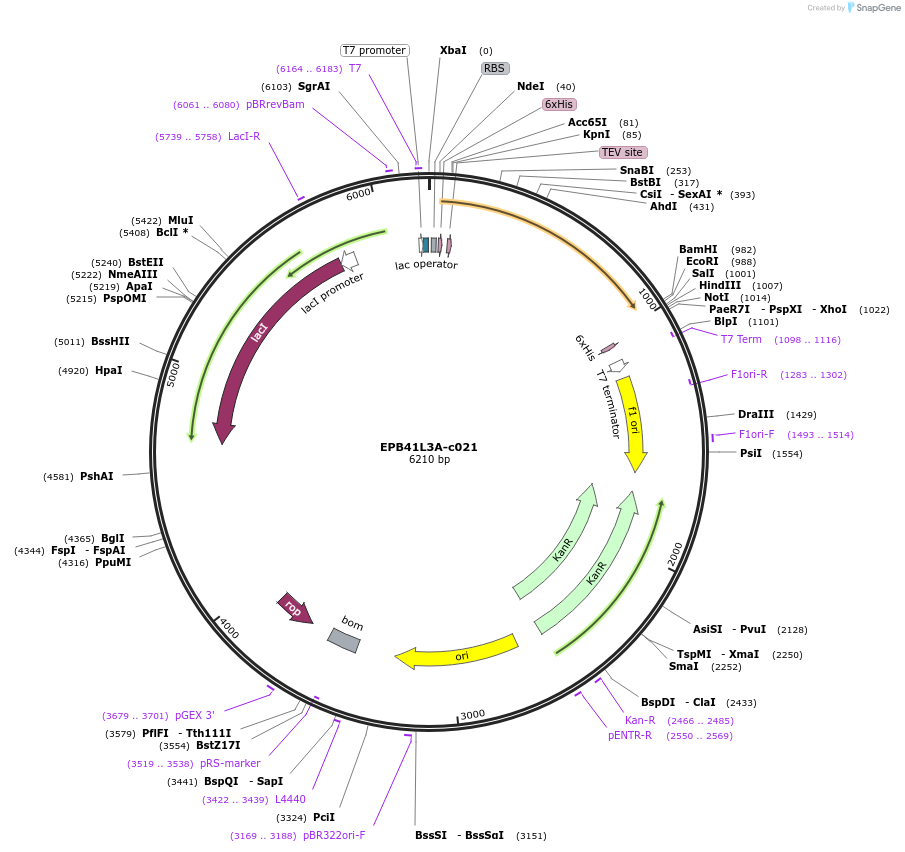 175460-plasmid-map-sequence-id-353154