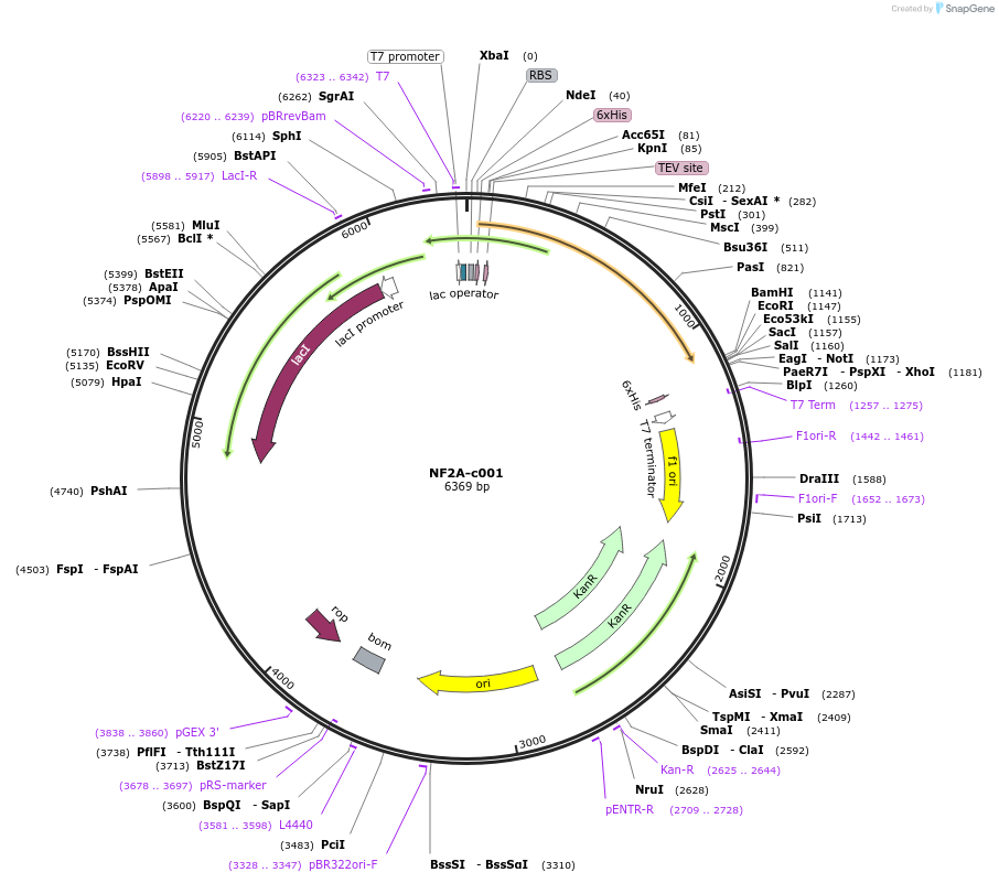 175472-plasmid-map-sequence-id-353159