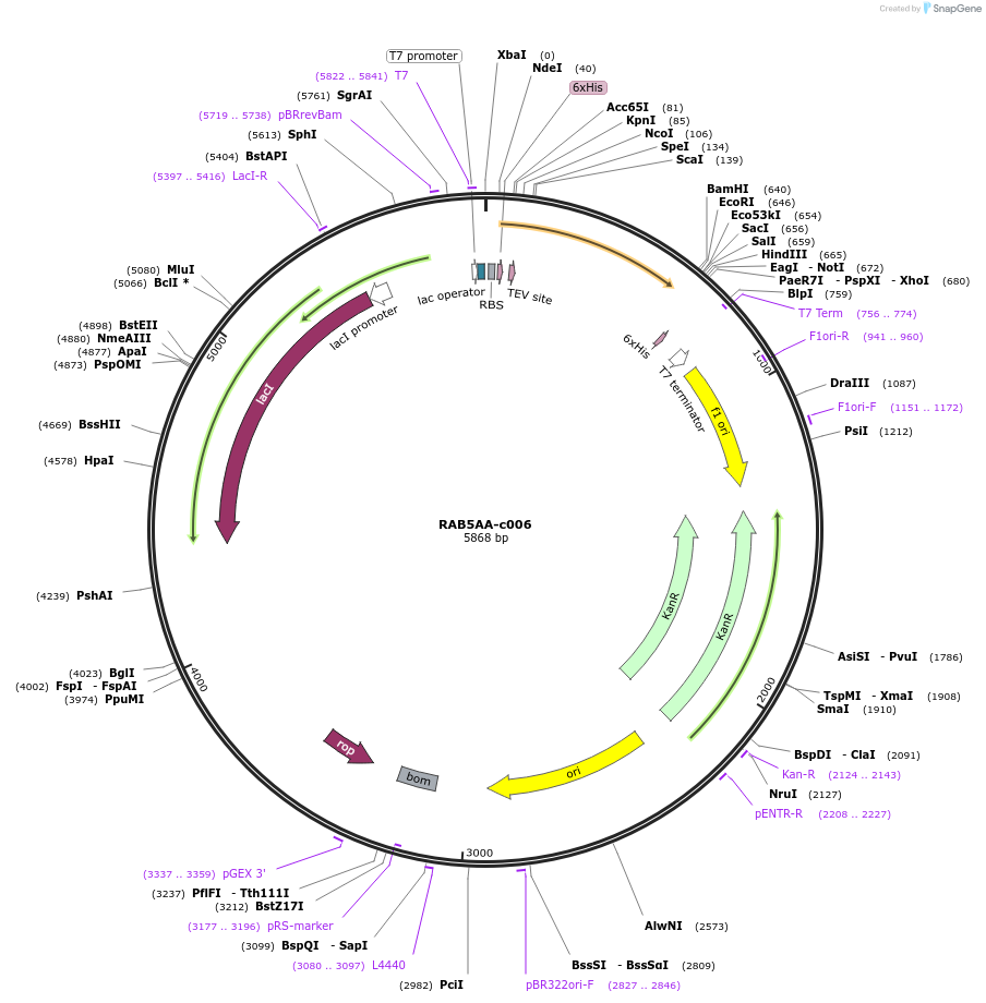 175476-plasmid-map-sequence-id-353162