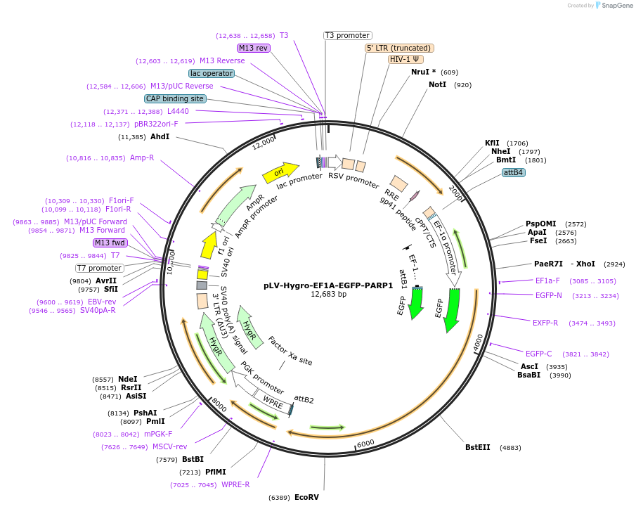 176146-plasmid-map-sequence-id-353164