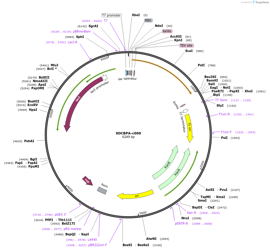 175480-plasmid-map-sequence-id-353167