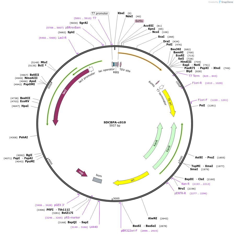 175482-plasmid-map-sequence-id-353168