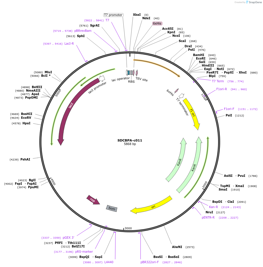 175483-plasmid-map-sequence-id-353170