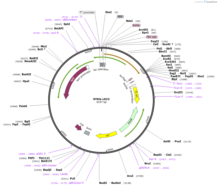 175490-plasmid-map-sequence-id-353176