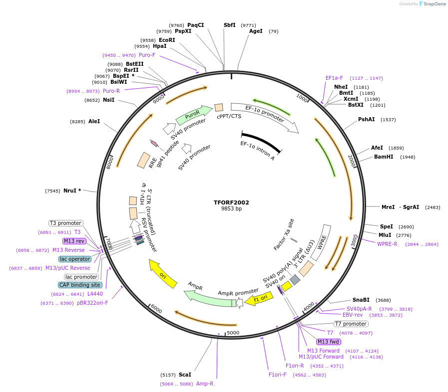 144377-plasmid-map-sequence-id-353179