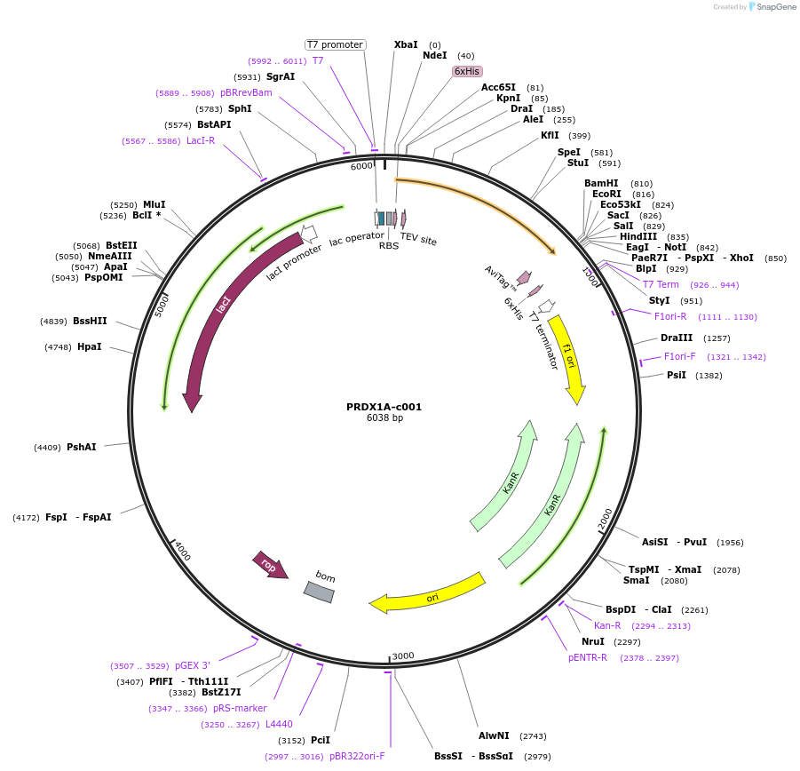 175473-plasmid-map-sequence-id-353180