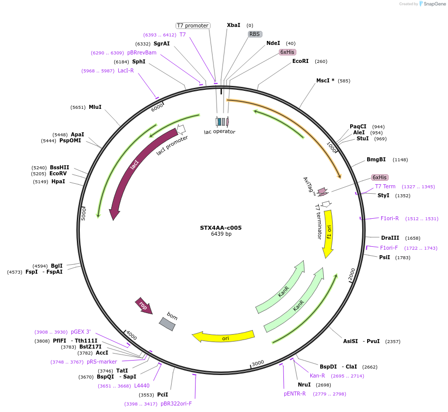 175487-plasmid-map-sequence-id-353181