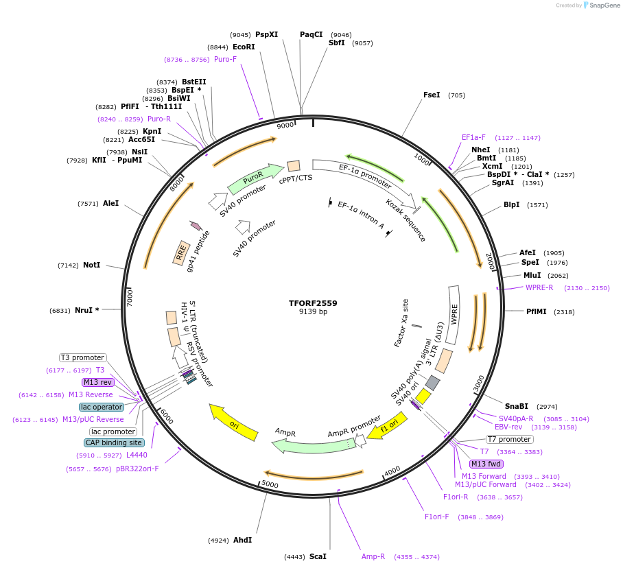 144388-plasmid-map-sequence-id-353206
