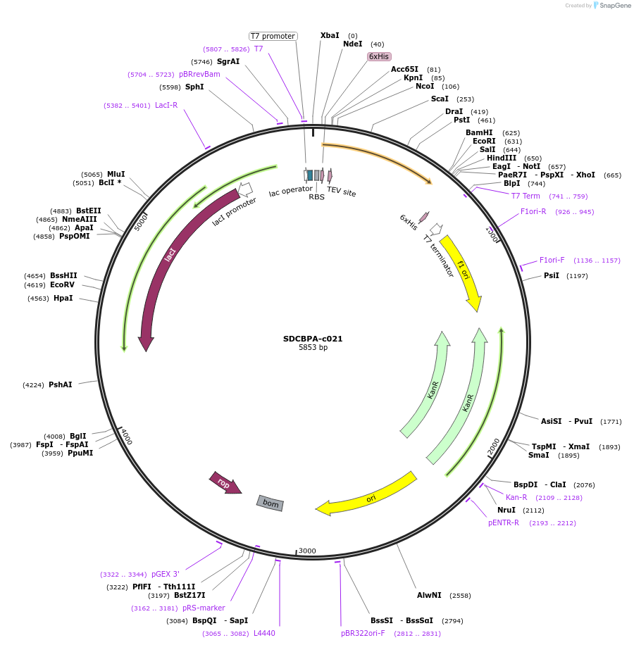 175485-plasmid-map-sequence-id-353207