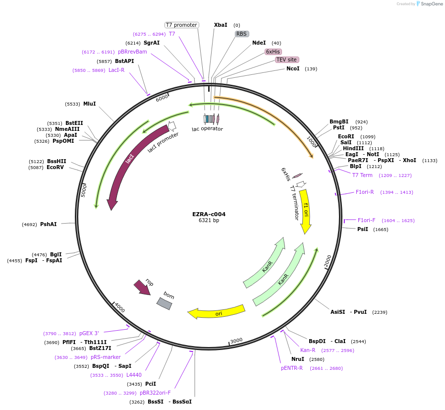 175461-plasmid-map-sequence-id-353209