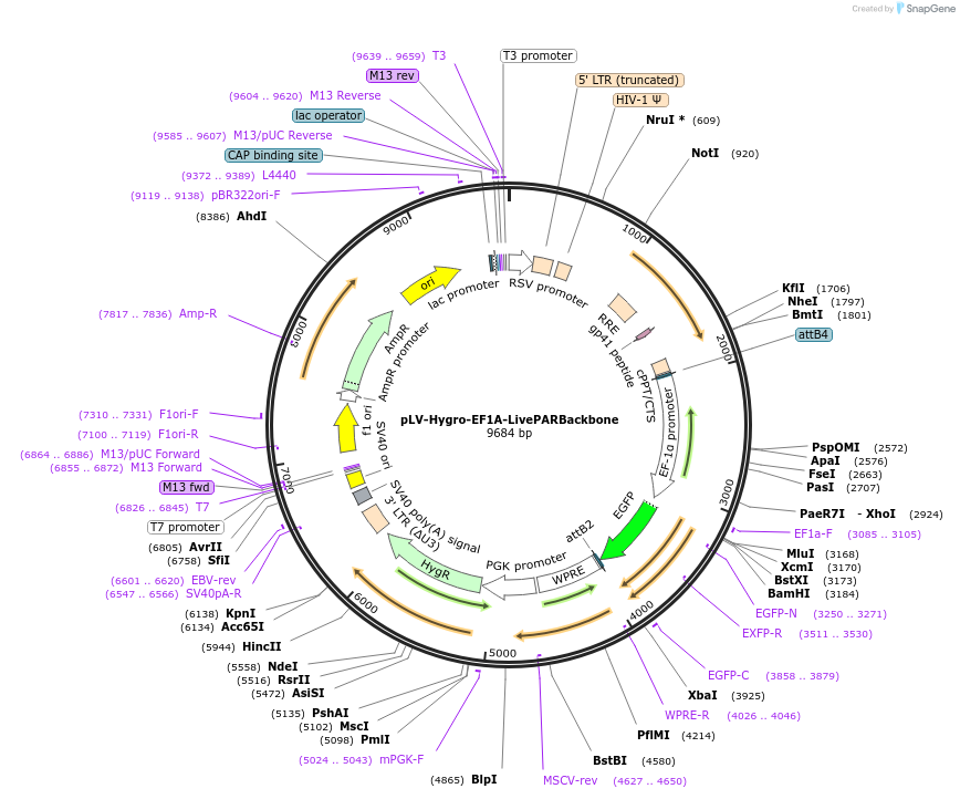 176526-plasmid-map-sequence-id-353211