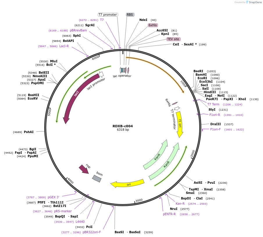 175479-plasmid-map-sequence-id-353214