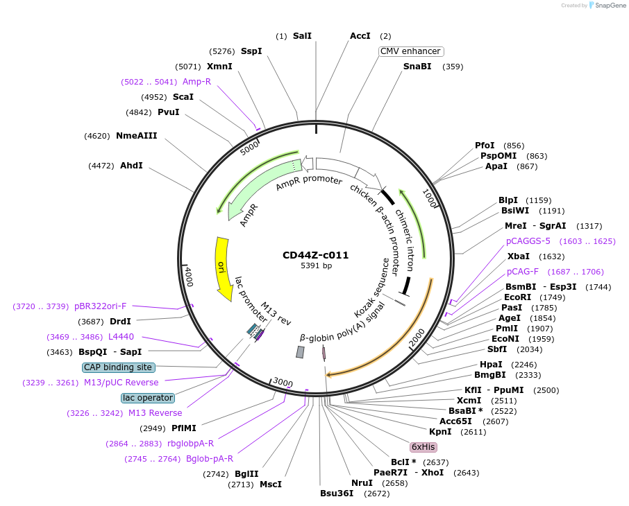 175455-plasmid-map-sequence-id-353216