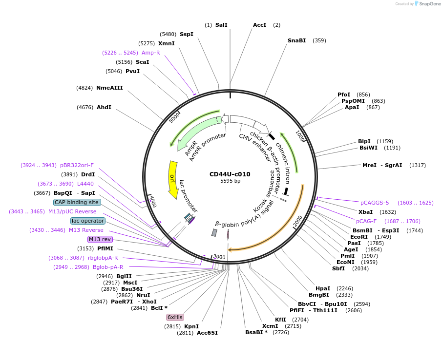 175453-plasmid-map-sequence-id-353218
