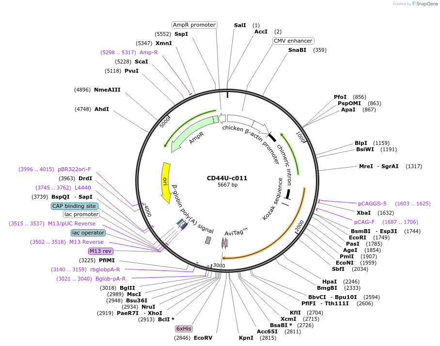 175454-plasmid-map-sequence-id-353220