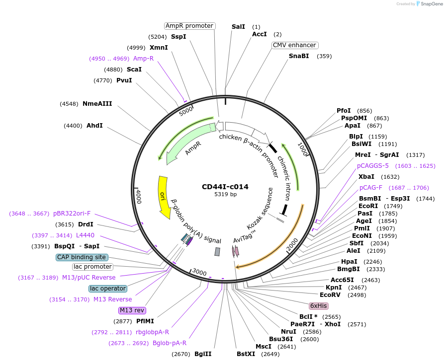 175451-plasmid-map-sequence-id-353223