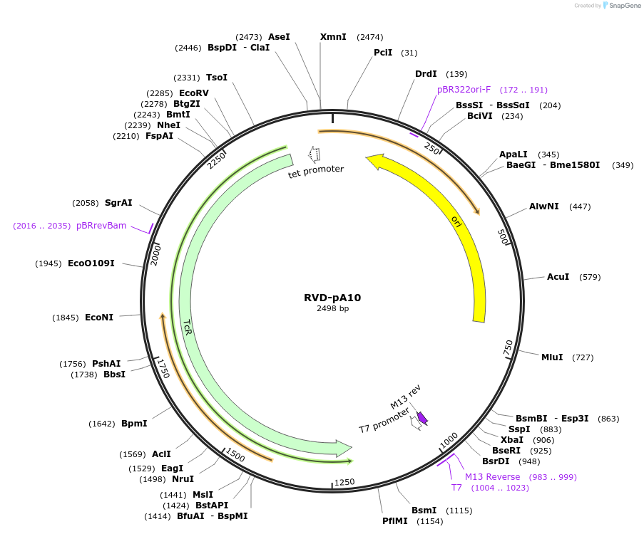 173259-plasmid-map-sequence-id-353232