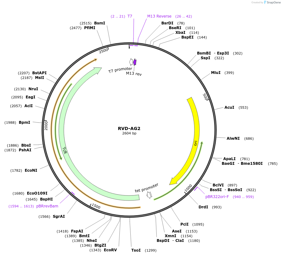 173261-plasmid-map-sequence-id-353234