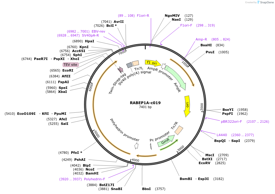 175477-plasmid-map-sequence-id-353250