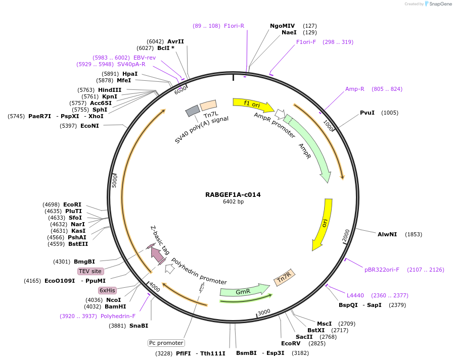175478-plasmid-map-sequence-id-353251