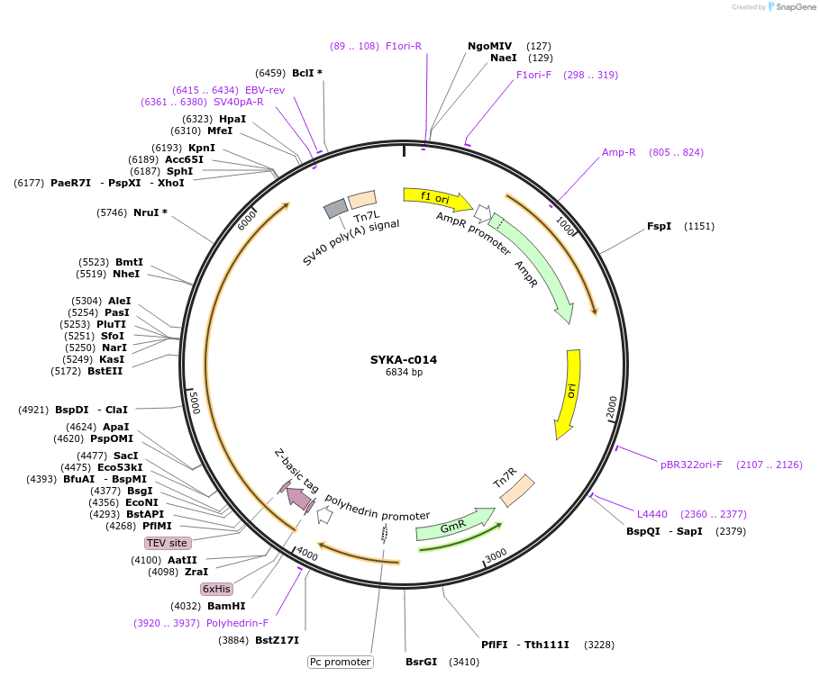 175488-plasmid-map-sequence-id-353252