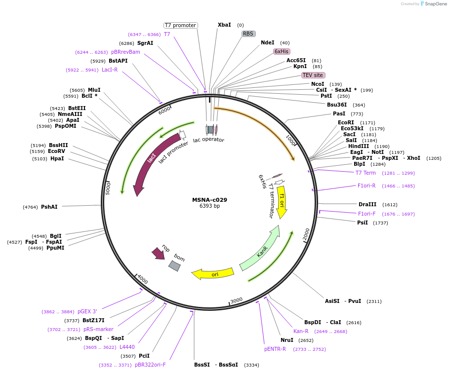 175471-plasmid-map-sequence-id-353253