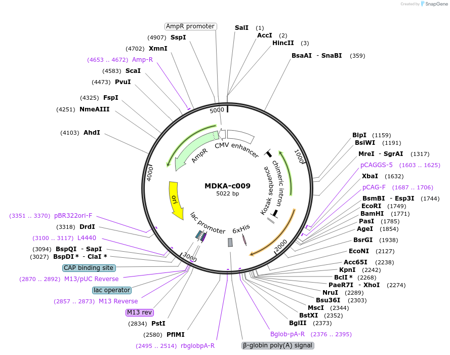 175463-plasmid-map-sequence-id-353254