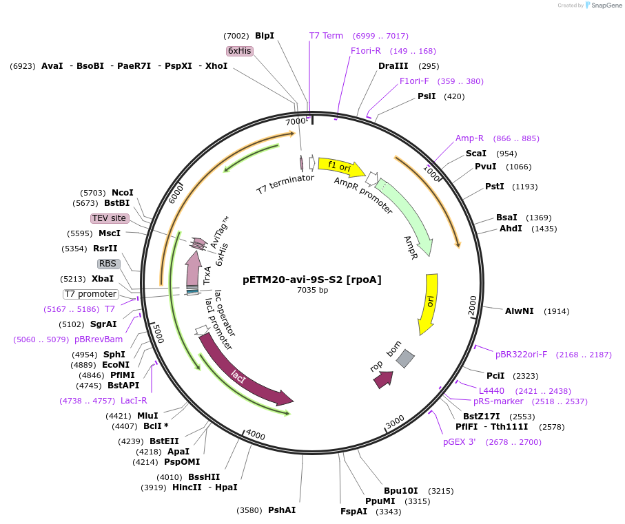 176223-plasmid-map-sequence-id-353272