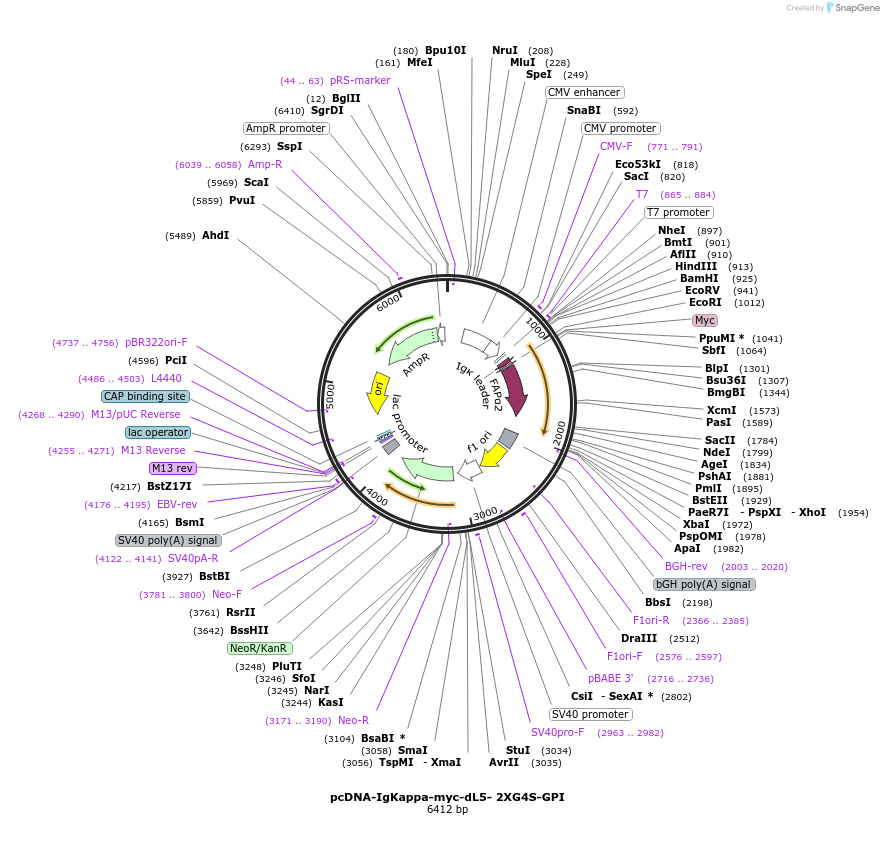 153308-plasmid-map-sequence-id-353275