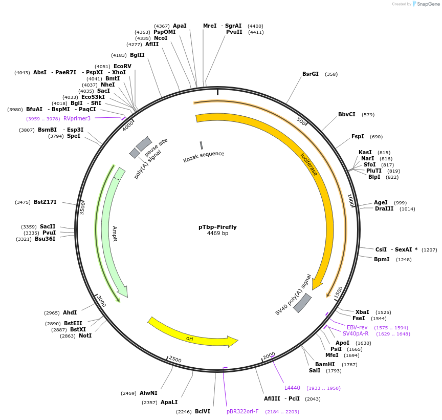 177835-plasmid-map-sequence-id-353279