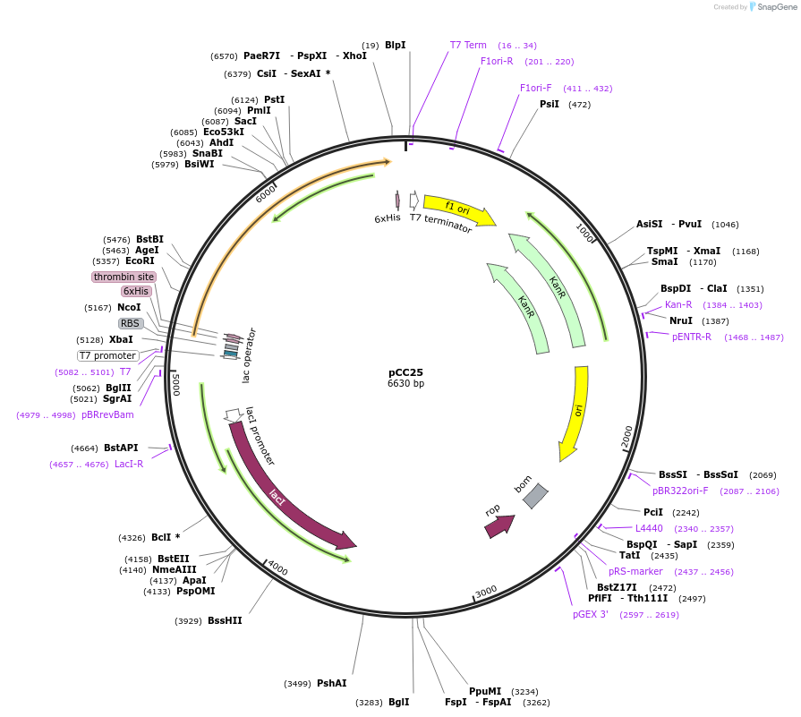 177319-plasmid-map-sequence-id-353282