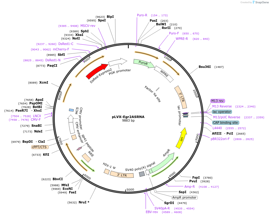 177737-plasmid-map-sequence-id-353285