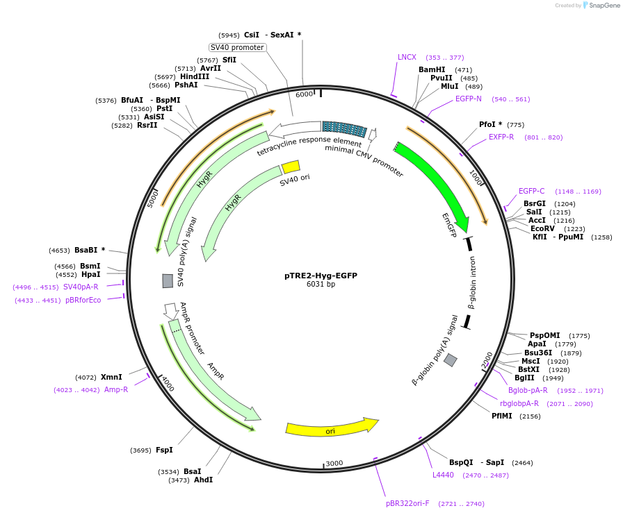 177152-plasmid-map-sequence-id-353296