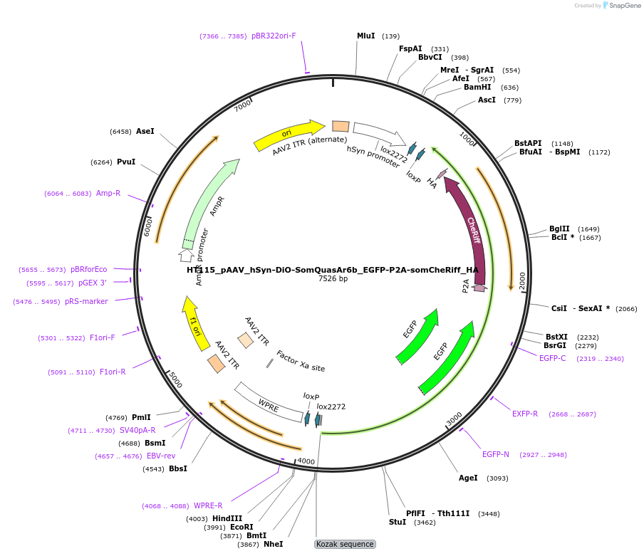 178827-plasmid-map-sequence-id-353308