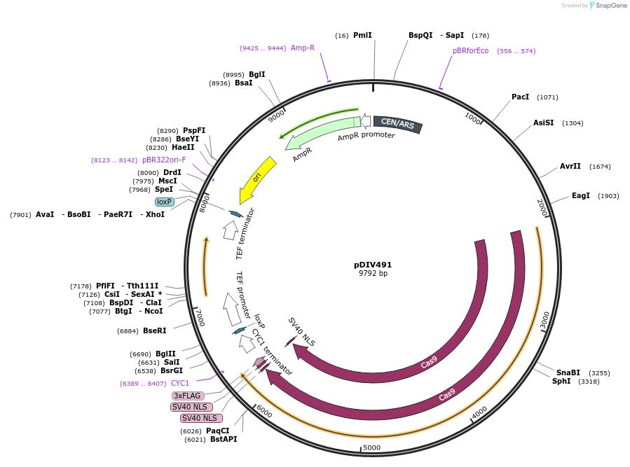 177699-plasmid-map-sequence-id-353309
