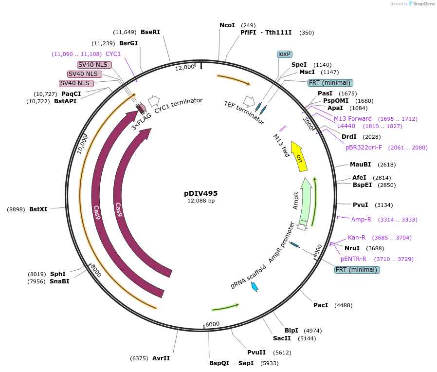 177702-plasmid-map-sequence-id-353319