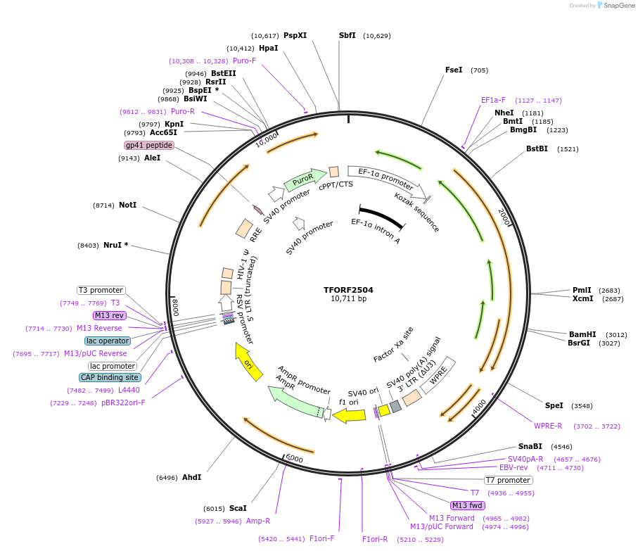 144405-plasmid-map-sequence-id-353328