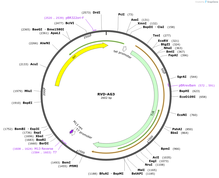 173262-plasmid-map-sequence-id-353339