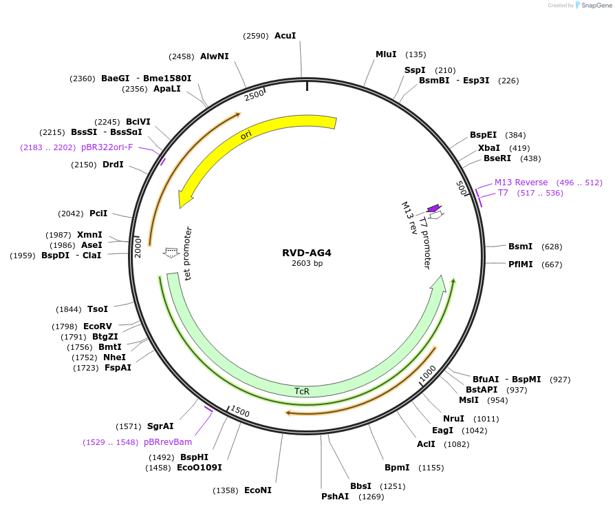 173263-plasmid-map-sequence-id-353341