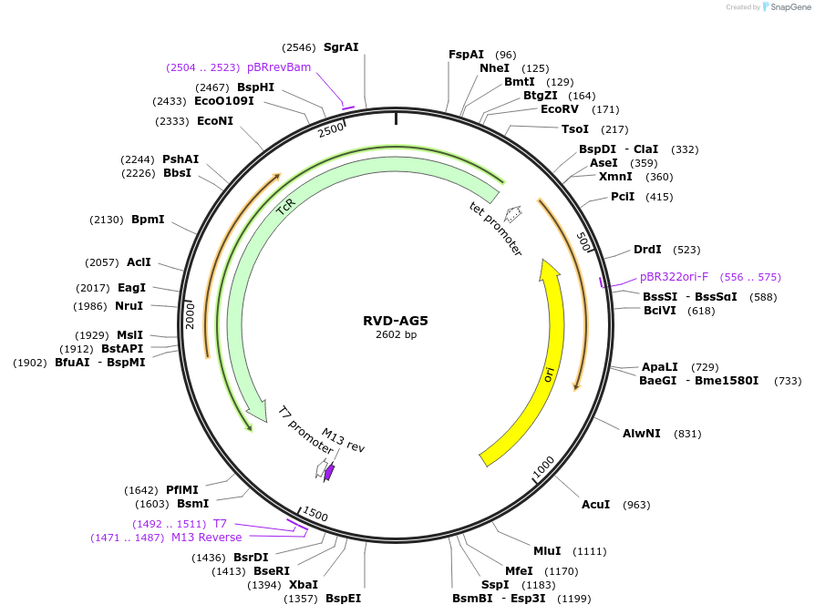173264-plasmid-map-sequence-id-353343