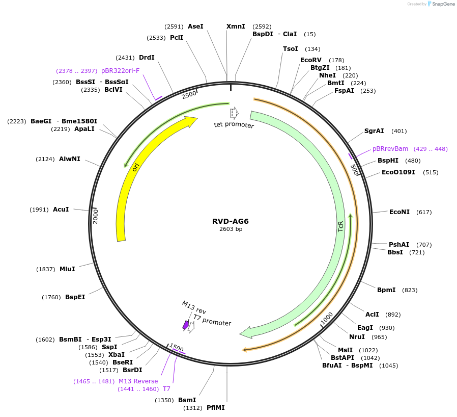 173265-plasmid-map-sequence-id-353345
