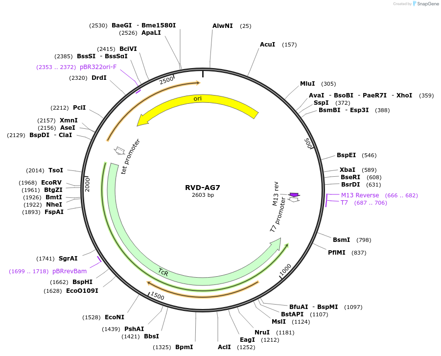 173266-plasmid-map-sequence-id-353346