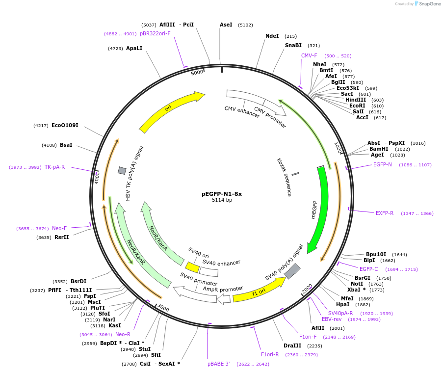172284-plasmid-map-sequence-id-353379
